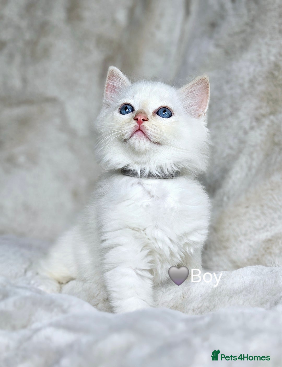 Ragdoll cats for sale: Pure Ragdoll Kittens - Image 9