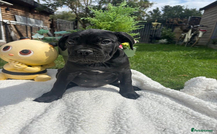 Cane Corso dogs - Advert 1