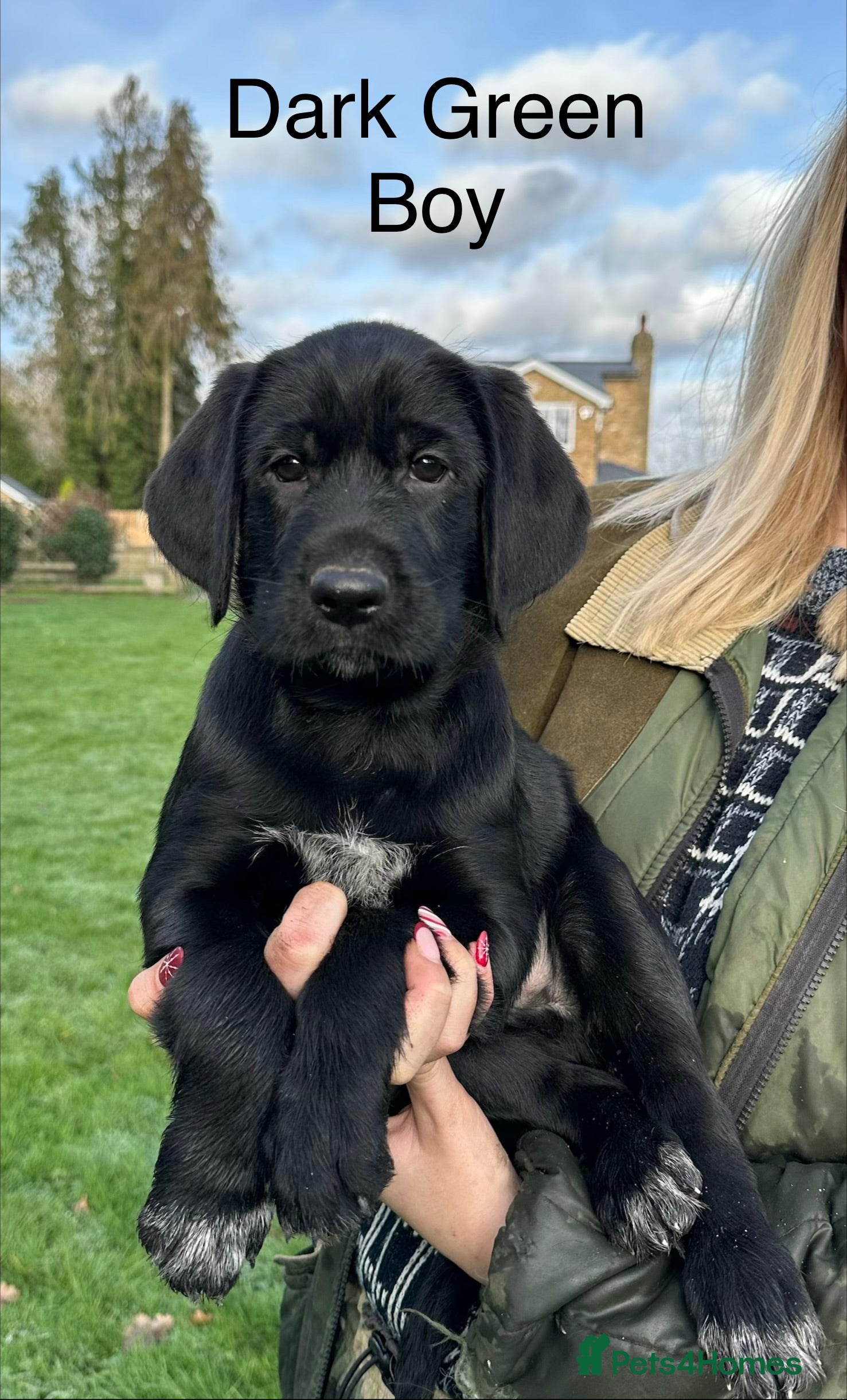Mixed Breed dogs German ShepherdxGerman Wire-Haired Pointer puppies - Advert 1