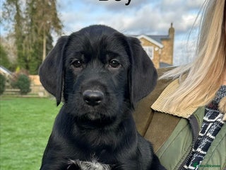 Mixed Breed dogs German ShepherdxGerman Wire-Haired Pointer puppies - Advert 14