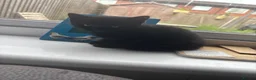 Mixed Breed cats for sale: Black kittens in Salford - Advert 2