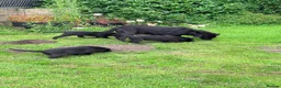 Labrador Retriever dogs for sale: Black, working line Labrador pups ready - Advert 4