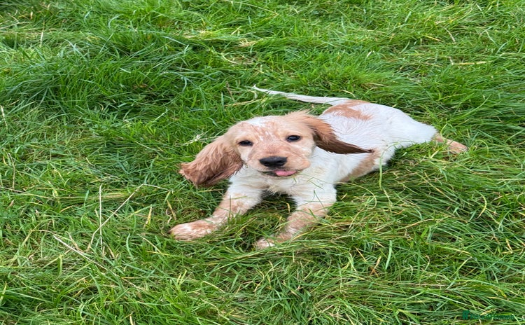 Cocker Spaniel dogs - Advert 1