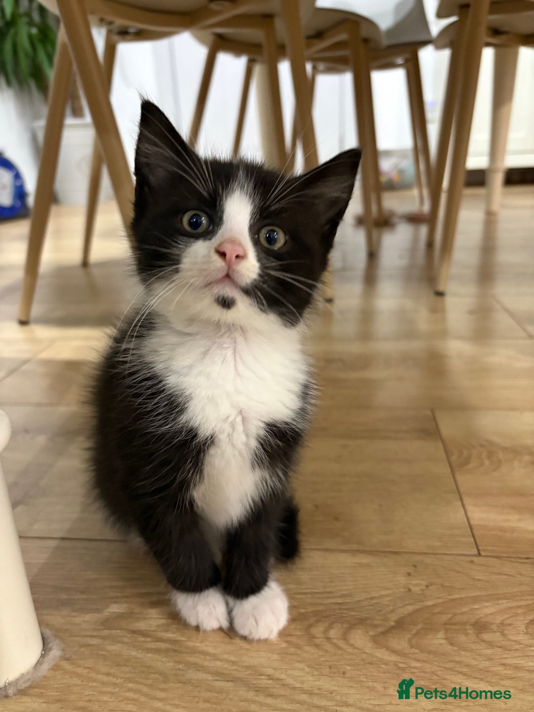 Mixed Breed cats for sale: Beautiful little kittens  - Advert 2