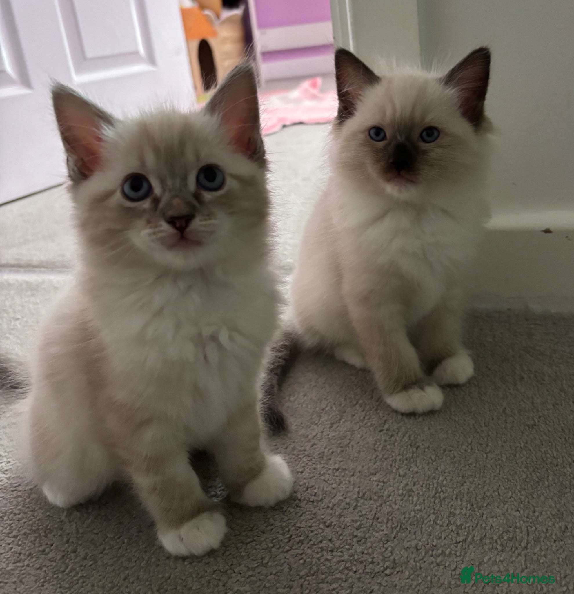 Ragdoll cats The Most Adorable Ragdoll Boy Kittens💙 - Advert 1
