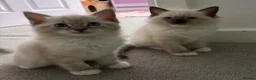 Ragdoll cats for sale: The Most Adorable Ragdoll Boy Kittens💙 - Advert 1