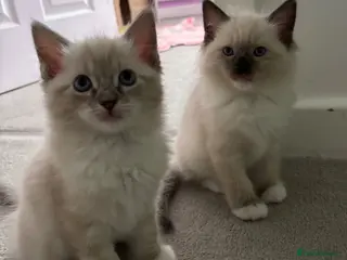 Ragdoll cats Precious, fluffy Lynx and blue point Ragdoll💙 - Advert 2