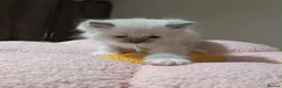 Ragdoll cats for sale: 5Gen Ped Ragdoll Kittens&Ready2Reserve - Advert 16