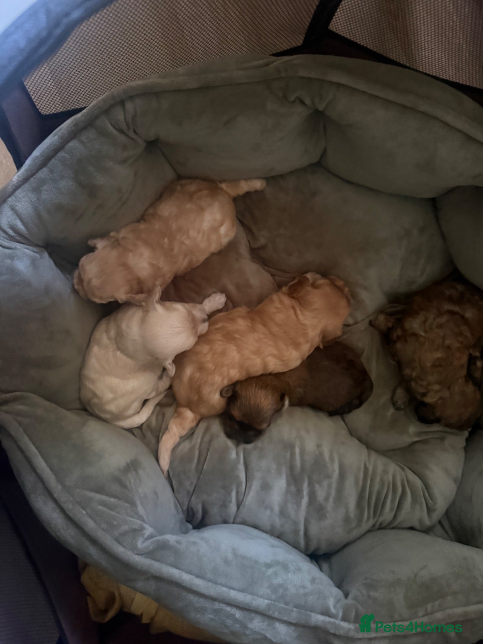 Maltipoo dogs maltipoo Puppy’s for sale in Brighouse  - Advert 15