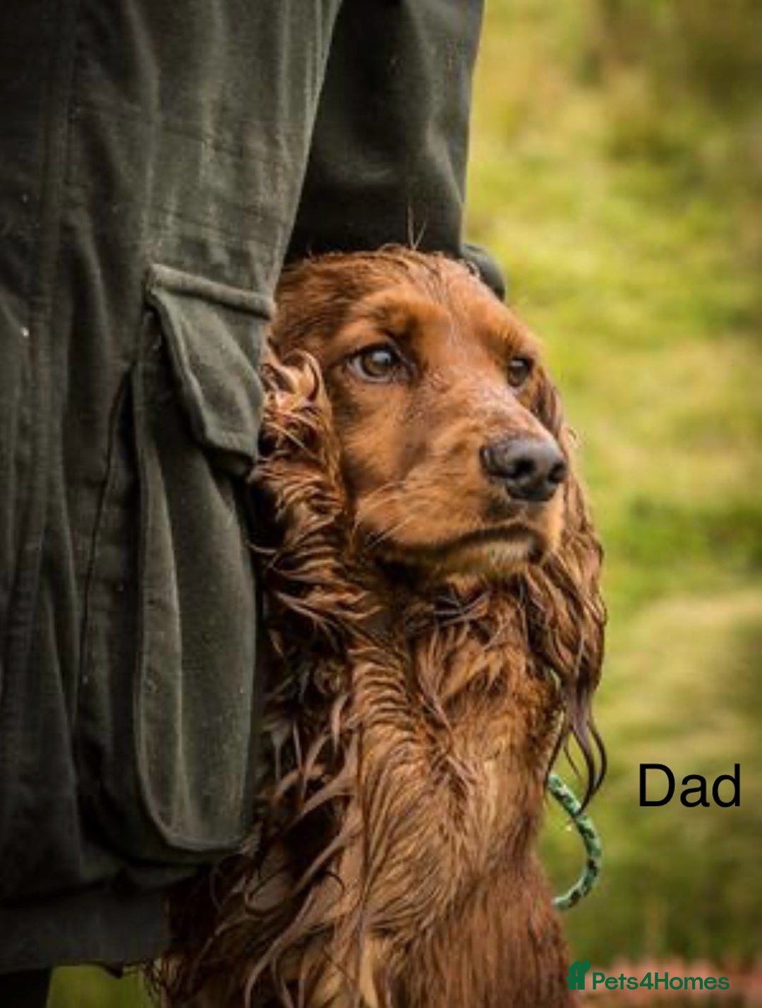 Cocker Spaniel dogs for sale: Cocker Spaniels  - Advert 6