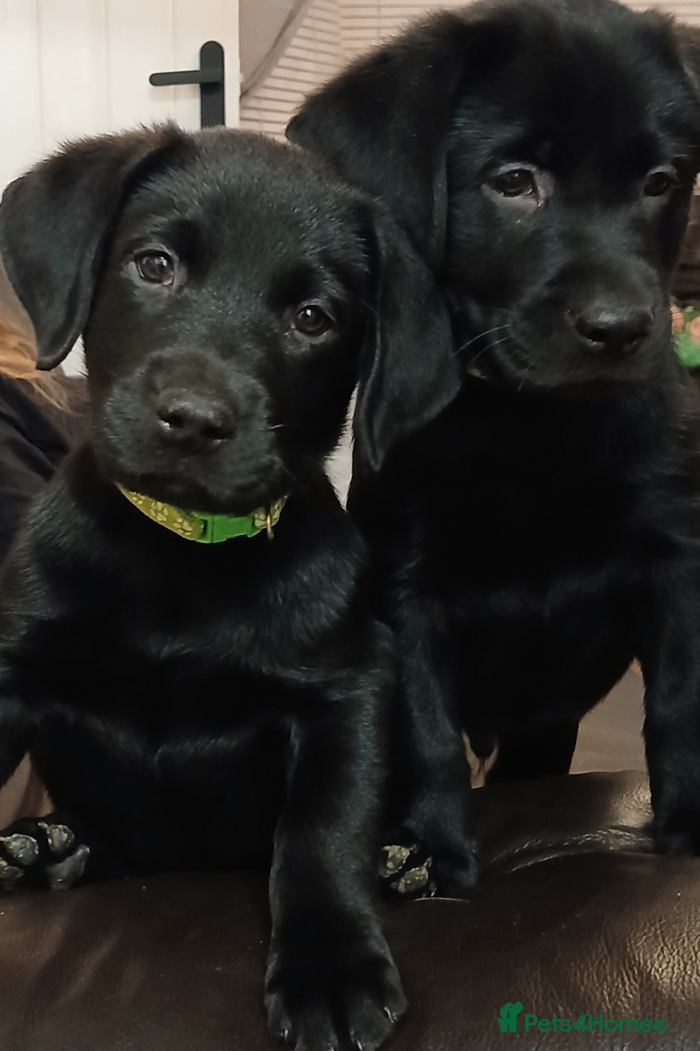 Labrador Retriever dogs for sale: 🐾❤️Beautiful Labrador puppies❤️🐾 - Advert 5