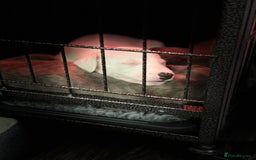 Whippet dogs for sale: KC Registered Whippet Puppies - Image 7