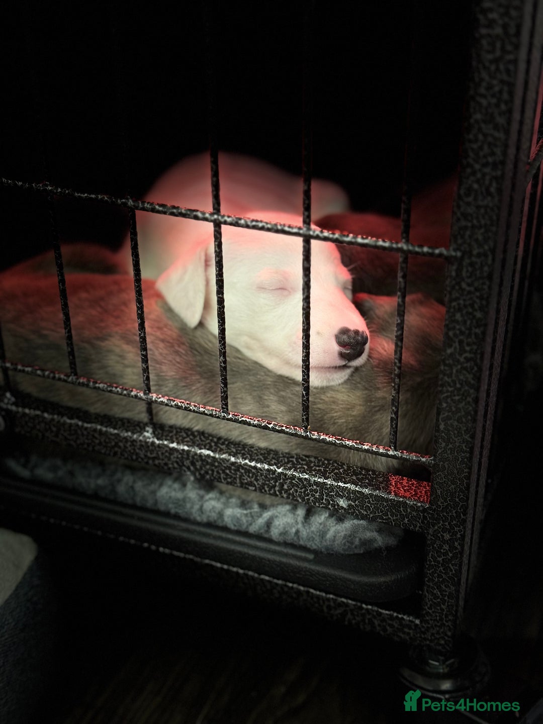 Whippet dogs for sale: KC Registered Whippet Puppies - Image 7