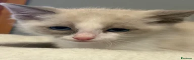 Ragdoll Kitten 1
