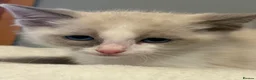 Ragdoll cats for sale: RAGDOLL X SNOWSHOE KITTENS - Advert 14