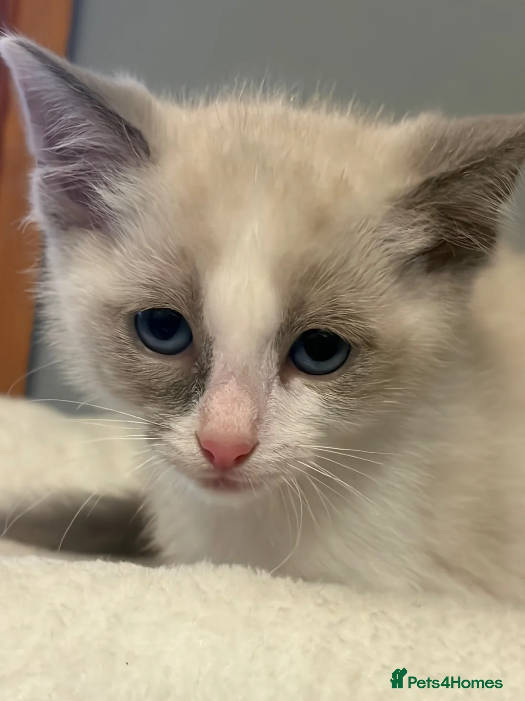 Ragdoll cats for sale: RAGDOLL X SNOWSHOE KITTENS - Advert 14