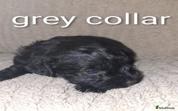 Miniature Schnauzer dogs for sale: 5 female miniature schnauzers - Image 18