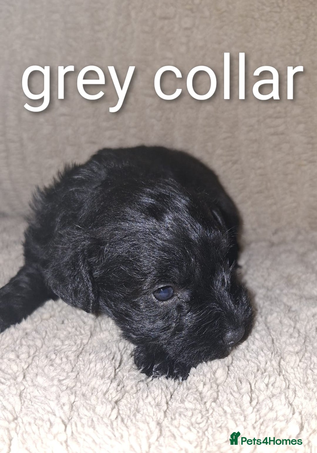 Miniature Schnauzer dogs for sale: 5 female miniature schnauzers - Image 18