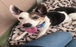 Mixed Breed dogs for adoption: Lilly - Image 1