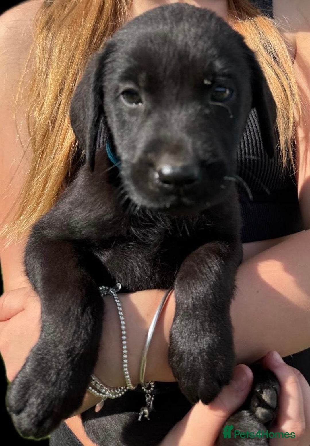 Labrador Retriever dogs for sale: KC Registered Black Labrador Pups 🐾 - Image 4