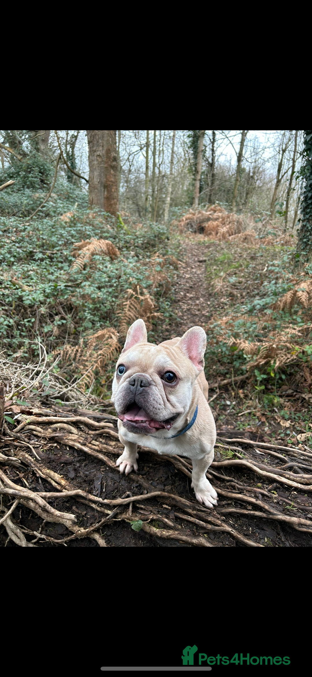 French Bulldog dogs for stud: French Bulldog for stud - Advert 3