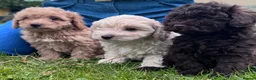 Cavapoo dogs for sale: F2 cavapoo boys  - Advert 5