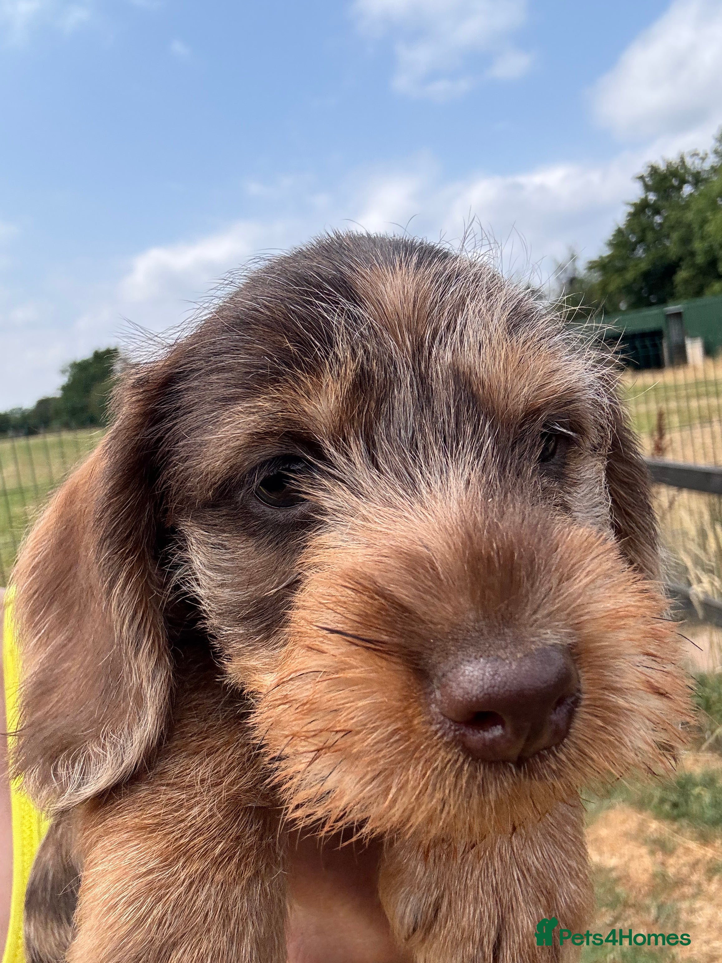 Miniature Dachshund dogs Wire Haired Miniature Dachshunds  - Advert 2