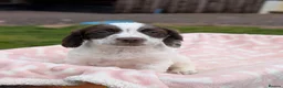 Sprocker dogs for sale: Stunning sprocker puppies  in Lichfield - Advert 6