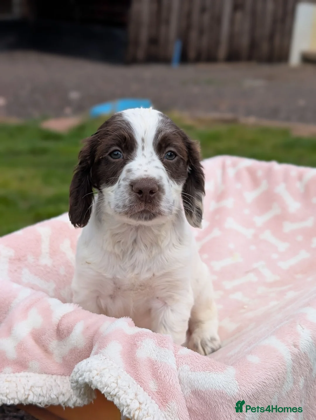 Sprocker dogs for sale: Stunning sprocker puppies  in Lichfield - Advert 6