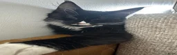 Maine Coon cats for sale: Black and white Maine coon - Advert 1
