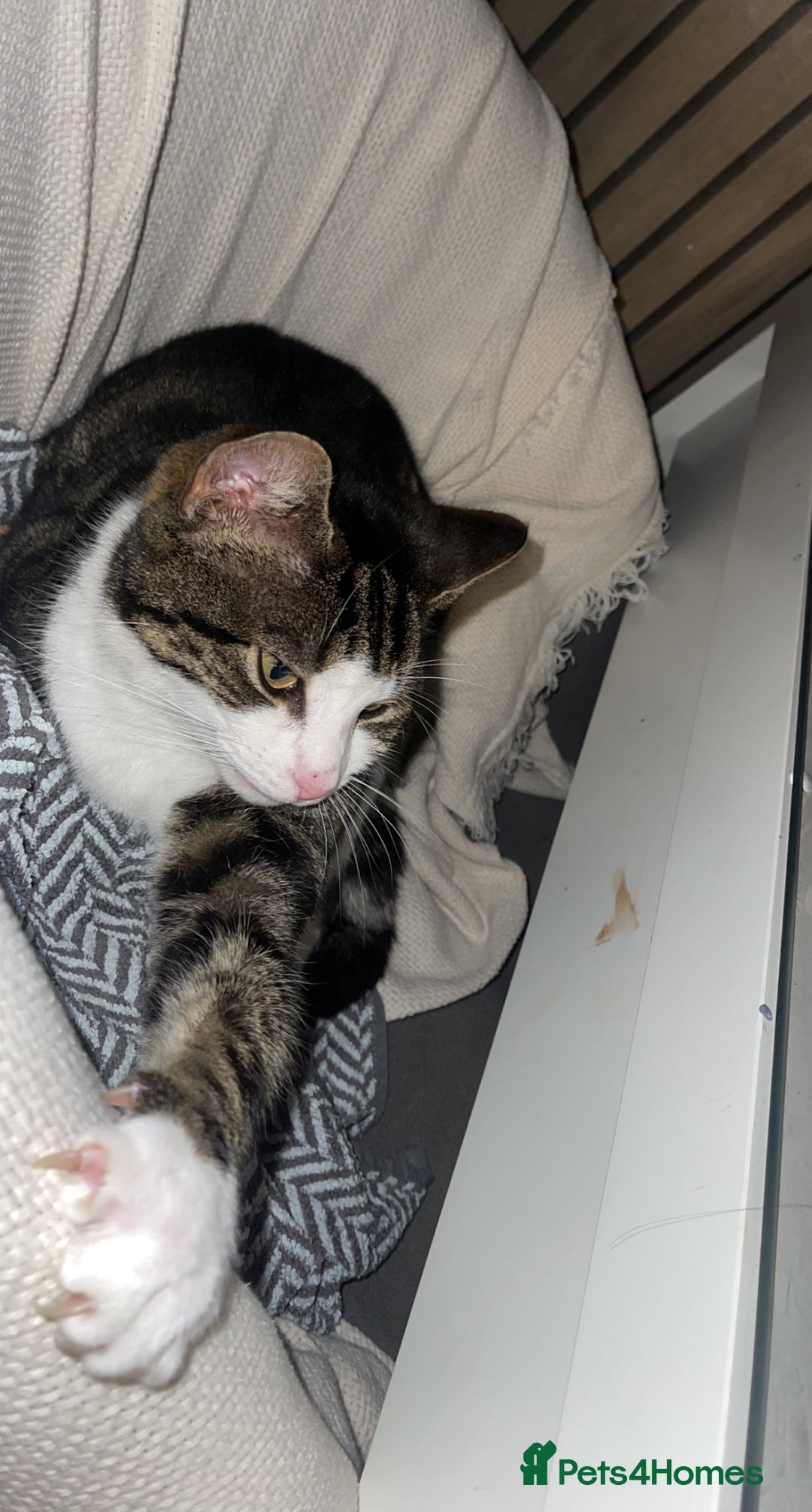 British Shorthair cats for sale: Male cat for rehoming - Image 2