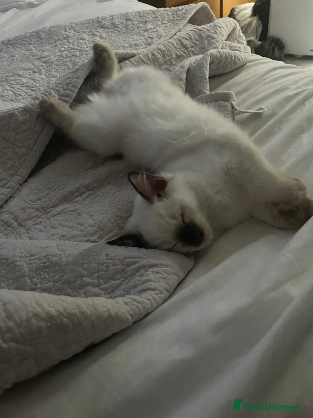 Ragdoll cats for sale:  Beautiful pedigree Ragdoll Kittens  2 boys left! - Image 33