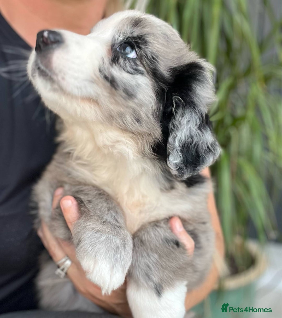 Bernese Mountain Dog dogs for sale: Stunning Chunky Bordernese Puppies - Image 7