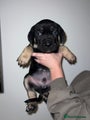 Cane Corso Puppy Dark blue