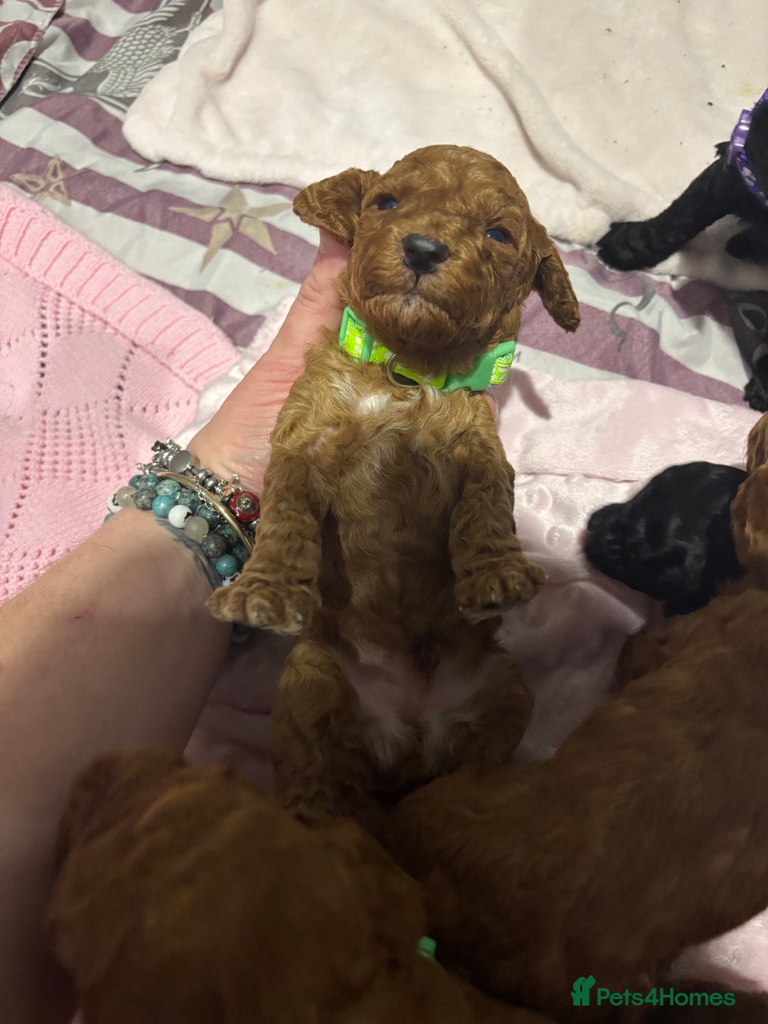 Cockapoo dogs for sale: 10 F1b cockapoo pups for sale  - Advert 11