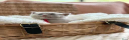 British Shorthair cats for sale: British Shorthair GCCF Registered Kittens in Barnsley - Advert 17
