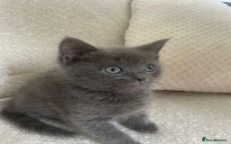 Ragdoll cats for sale: Cuddly & Sweet Ragdolls - Image 6