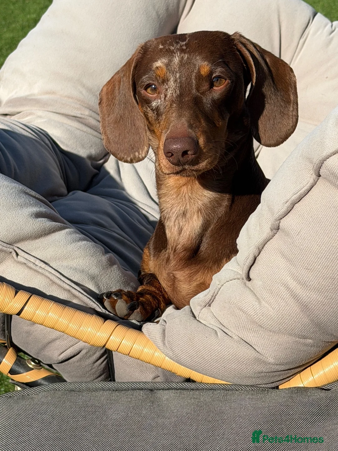 Miniature Dachshund dogs for stud: Miniature dachshund - Advert 2
