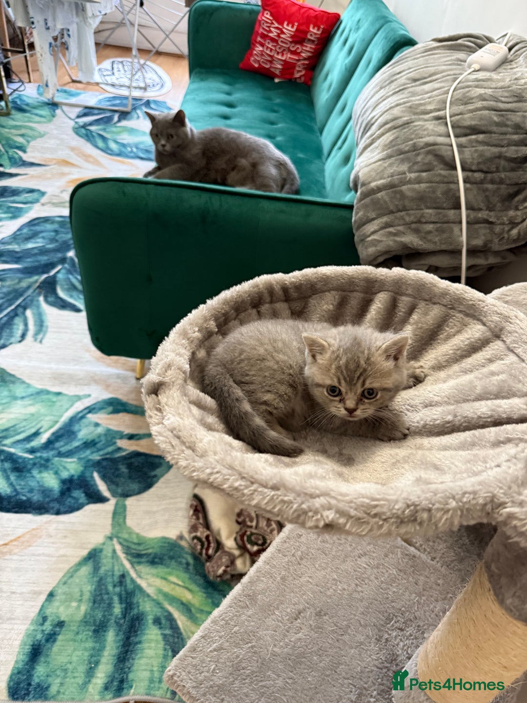 British Shorthair cats for sale: Beautiful British shorthair for sale - Advert 10