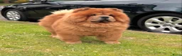 Chow Chow dogs for stud: Kennel club registered chow chow  - Advert 3
