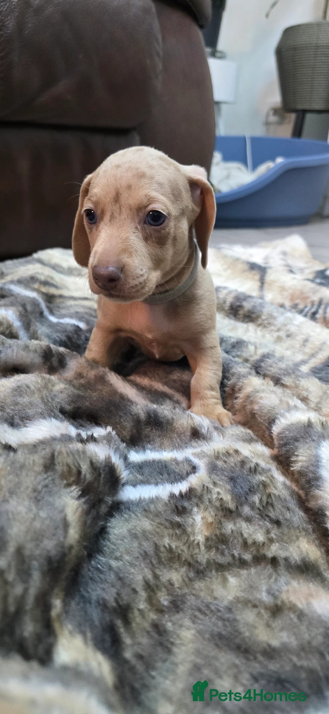 Miniature Dachshund dogs for sale: KC registered miniature Dachshund 🐶  - Advert 15