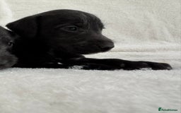 Bedlington Terrier dogs for sale: F1 bedlington terrier x whippet puppies - Image 9