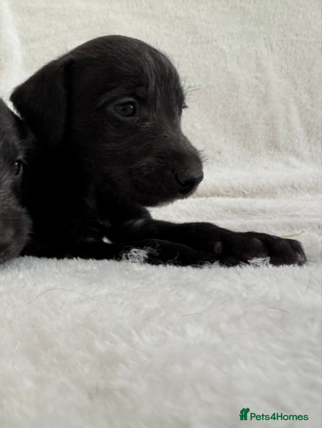 Bedlington Terrier dogs for sale: F1 bedlington terrier x whippet puppies - Image 9