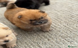 Chow Chow dogs for sale: KC REG CHOW CHOW PUPPIES - Image 7