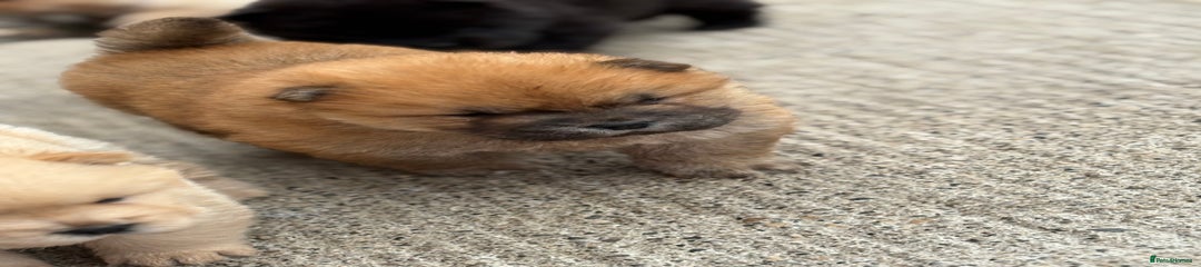 Chow Chow Puppy 1