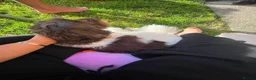 Mixed Breed dogs for sale: Cocker shi-poo puppy’s  - Advert 7