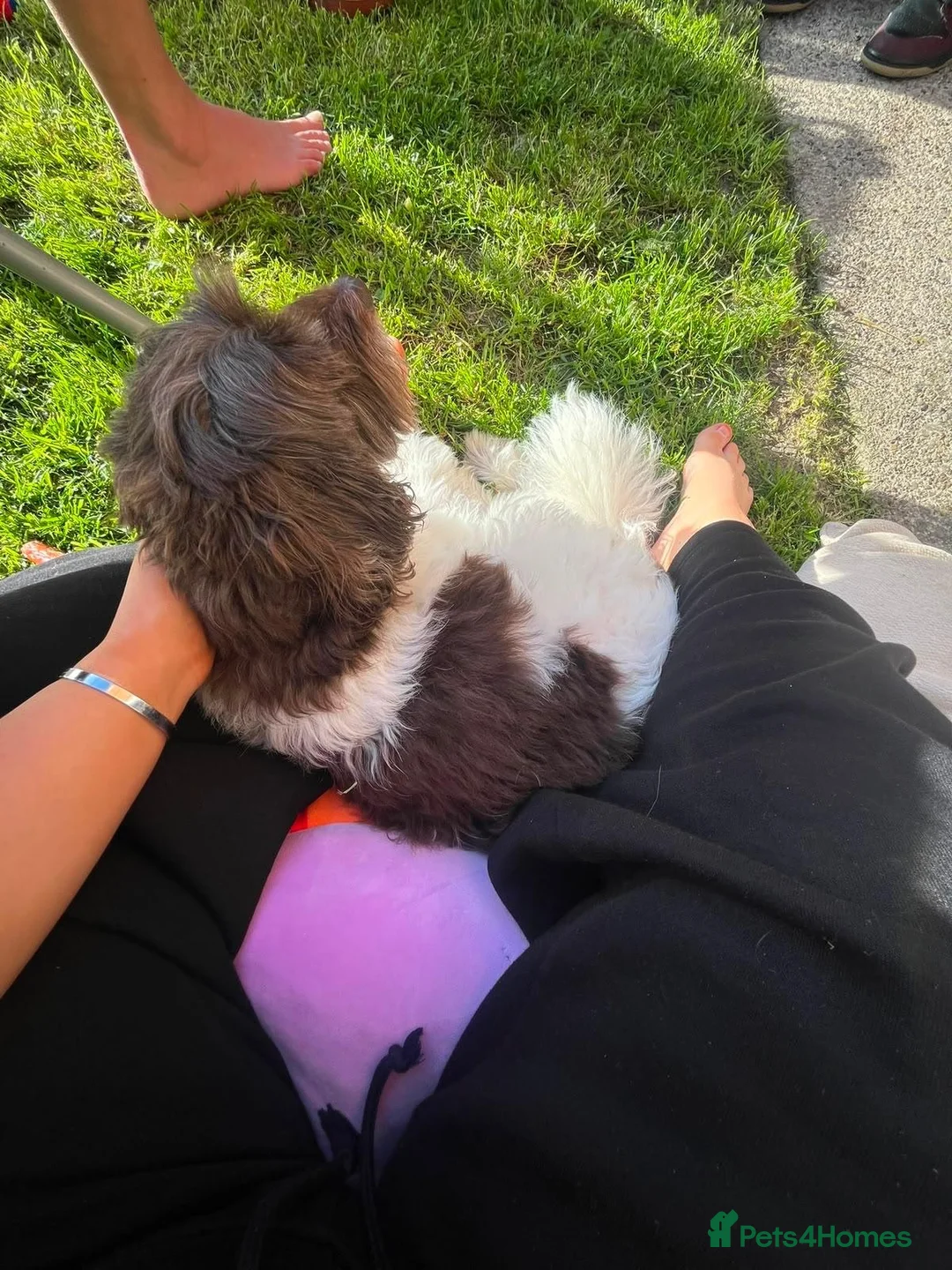Mixed Breed dogs for sale: Cocker shi-poo puppy’s  - Advert 7