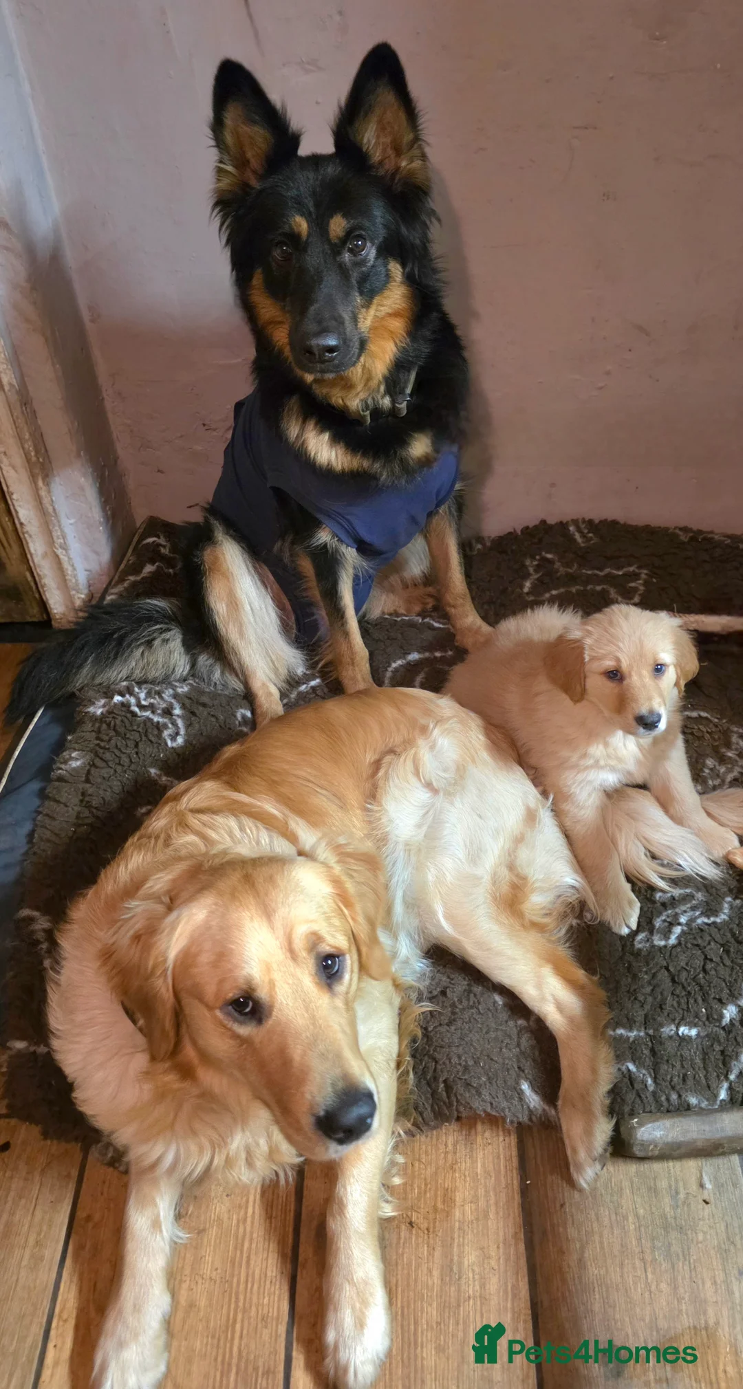 Golden Shepherd dogs for sale: Beautiful girl - Advert 7