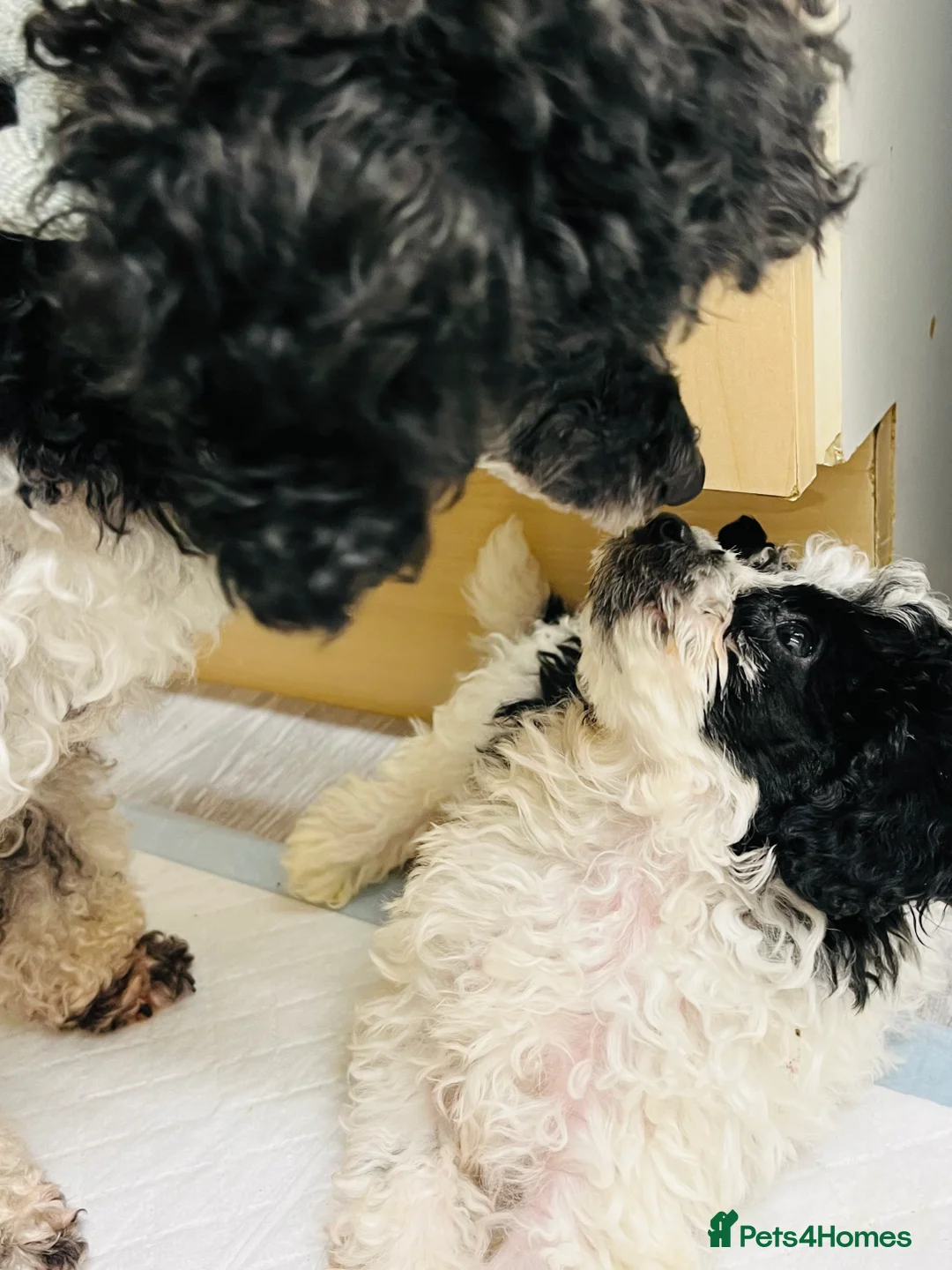 Toy Poodle dogs for sale: Outstanding Miniature Poodle Puppies  - Advert 5
