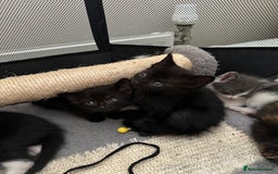 Mixed Breed cats for sale: Mixed Breed kittens - Image 8